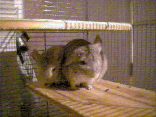Chinchilla_2.bmp (230454 Byte)